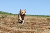GOLDEN RETRIEVER 087